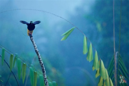 Az erdőkben új-guineai él láthatatlan mesésen szép madarak fényes, selymes és hosszú