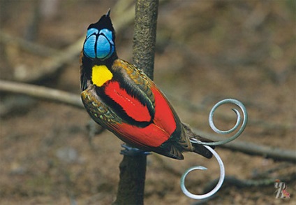 У лісах Нової Гвінеї живуть небачені казково красиві птахи з яскравими шовковистим і довгими
