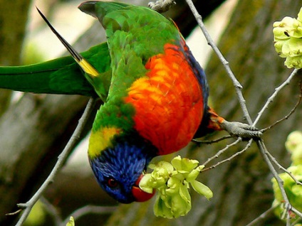 În pădurile din Noua Guinee trăiesc incredibil de fabulos păsări frumoase, cu mătăsos și luminos