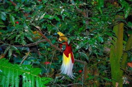 Az erdőkben új-guineai él láthatatlan mesésen szép madarak fényes, selymes és hosszú