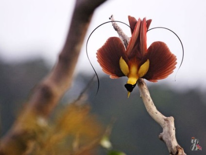 În pădurile din Noua Guinee trăiesc incredibil de fabulos păsări frumoase, cu mătăsos și luminos
