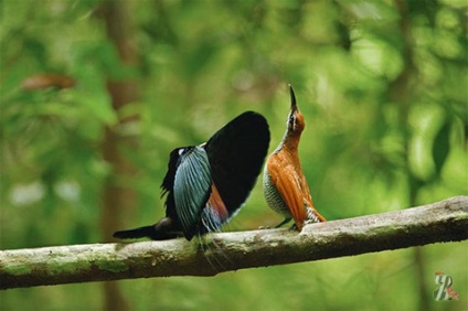 У лісах Нової Гвінеї живуть небачені казково красиві птахи з яскравими шовковистим і довгими