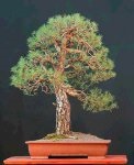 În căutarea unui trunchi gros - un blog de bonsai - arta copacilor în creștere