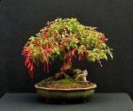 În căutarea unui trunchi gros - un blog de bonsai - arta copacilor în creștere