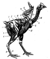 Введення, літературний огляд, морфологія м'язової тканини курки - біохімічні процеси автолиза
