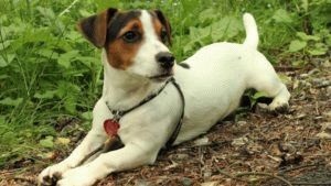 Câinele adulți Jack Russell Terrier se teme de singurătate și preia totul de la podea