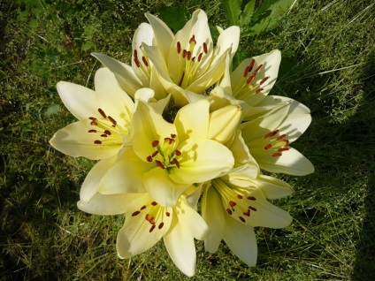Игрални популярните хибридни лилии - как да се направи лесно лилия - цвете