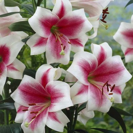 Игрални популярните хибридни лилии - как да се направи лесно лилия - цвете