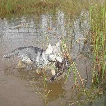 Husky ca câine de vânătoare