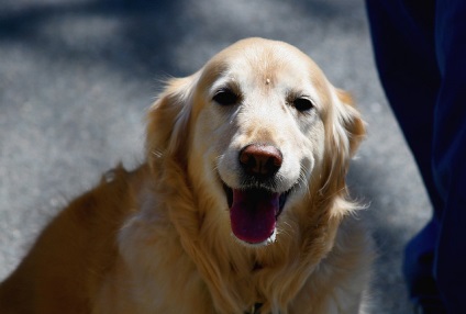 Хірургічне лікування дископатій у собак - блог ветклініки - Беланта