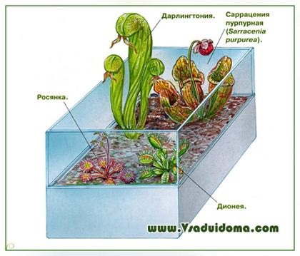 Húsevő növények - fotó és neve, a helyszín a kertben, ház és a szobanövények