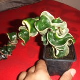 Hoya fotó színek, típusok (húsos, gyönyörű vagy Bella), méret