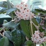 Fotografii Hoya de flori, specii (cărnoase, frumoase sau bella), mărime