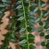 Hoya fotó színek, típusok (húsos, gyönyörű vagy Bella), méret