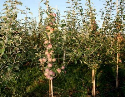 Яблуні фуджі загальна інформація для садівників і фермерів
