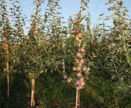 Apple Fougies Informații generale pentru grădinari și agricultori