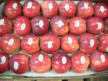 Яблуні фуджі загальна інформація для садівників і фермерів