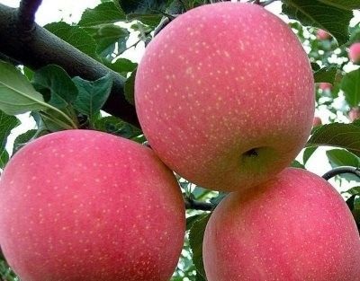 Apple Fougies Informații generale pentru grădinari și agricultori