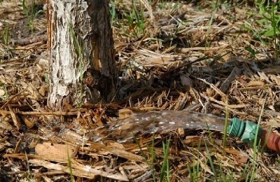 Яблуня фуджі формування крони, опис сорту, посадка і догляд