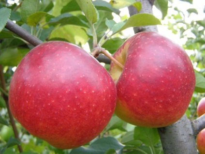 Яблуня фуджі опис і особливості посадки сорти