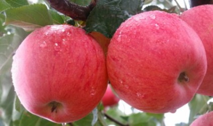 Descrierea soiului Apple Fudge, fotografii, caracteristici de plantare și de îngrijire