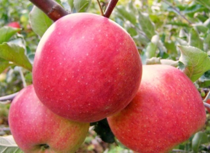 Яблуня фуджі опис сорту з фото, відгуки