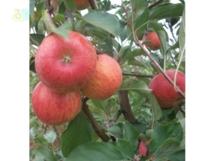 Apple tree fuji descrierea soiului cu fotografii, recenzii