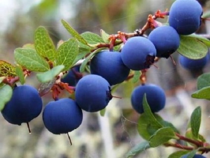 Blueberry Berry Proprietăți benefice