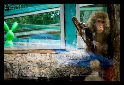 Megjegyzések Koldunov fotózni lakói akvárium és terrárium - megállapítja Koldunov