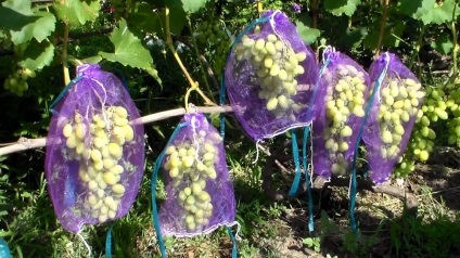 Захист винограду від ос перевіреними методами