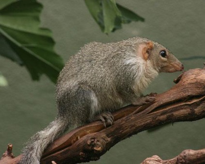 Animale de bere iubite de fructe și băuturi fermentate - digestarea mediului