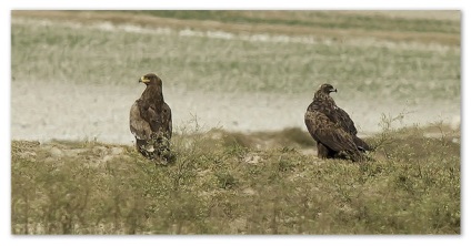 Lumea animală a zonei de stepă