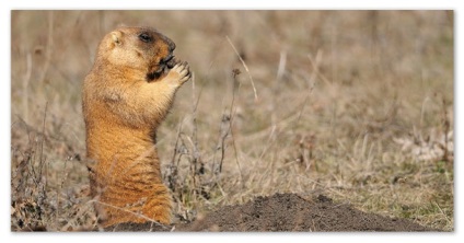 Lumea animală a zonei de stepă