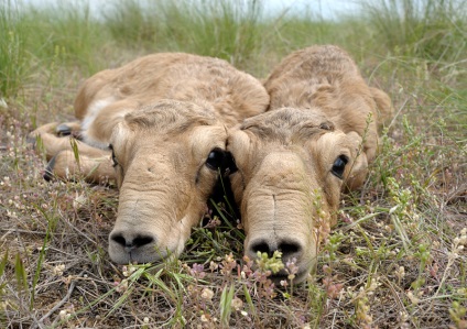 Animalul saiga din Askania-Nova, rezervația Askania Nova