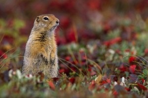 Animalul saiga din Askania-Nova, rezervația Askania Nova