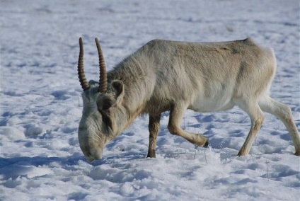 Animalul saiga din Askania-Nova, rezervația Askania Nova