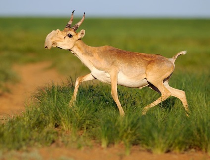 Animalul saiga din Askania-Nova, rezervația Askania Nova