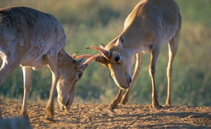 Animalul saiga din Askania-Nova, rezervația Askania Nova