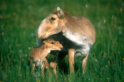 Animalul saiga din Askania-Nova, rezervația Askania Nova