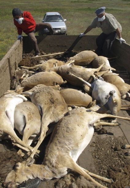 Animalul saiga din Askania-Nova, rezervația Askania Nova