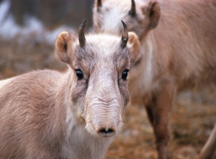 Animalul saiga din Askania-Nova, rezervația Askania Nova