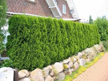 Egy élő kerítés jobban tenni a kerítés az országban, figyelembe véve a táj és a design (kerítés) Egy élő kerítés jobban tenni a kerítés az országban, figyelembe véve a táj és a design