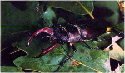 Beetle și rolul lor în natură