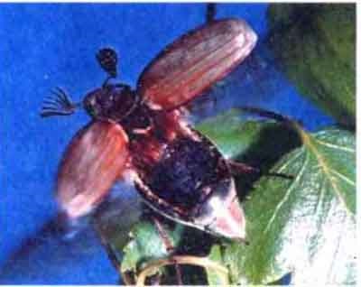 Beetle și rolul lor în natură