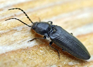 Beetle - fotografie clicky, trăsături ale parazitului și măsuri de exterminare a acestuia