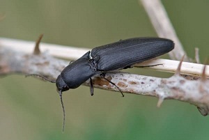 Beetle - fotografie clicky, caracteristici parazitare și măsuri de exterminare a acesteia