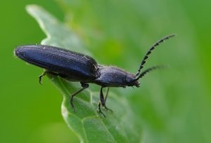 Beetle cracker - caracteristici Pest și modalități de a face cu ea