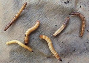 Beetle cracker - caracteristici Pest și modalități de a face cu ea