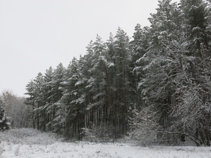 Wintering méhek (áttelelő méhek) telelő méhek
