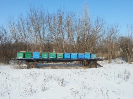 Wintering méhek (áttelelő méhek) telelő méhek